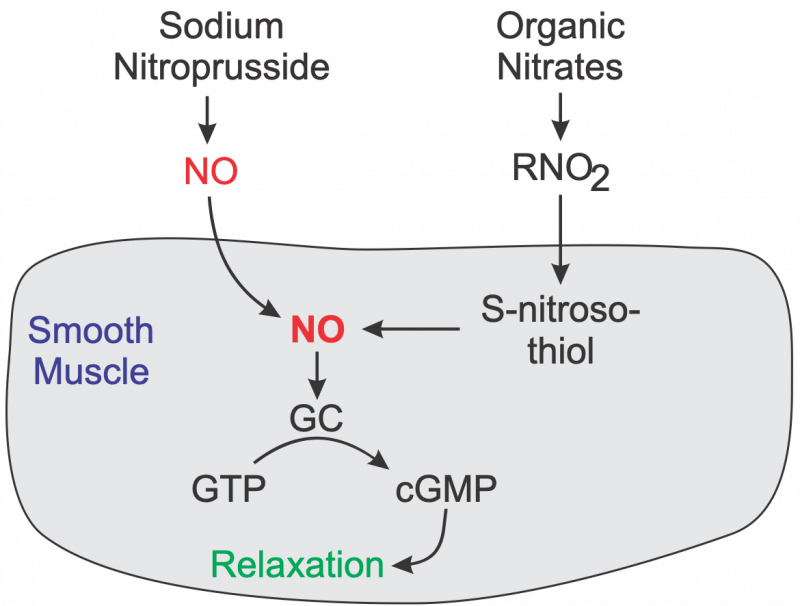 Klabunde, R. General Pharmacology. National Library of Medicine (US); 2007 [updated 2012 July 11; cited 2020 March 7]. Available from: https://cvpharmacology.com/vasodilator/nitro.