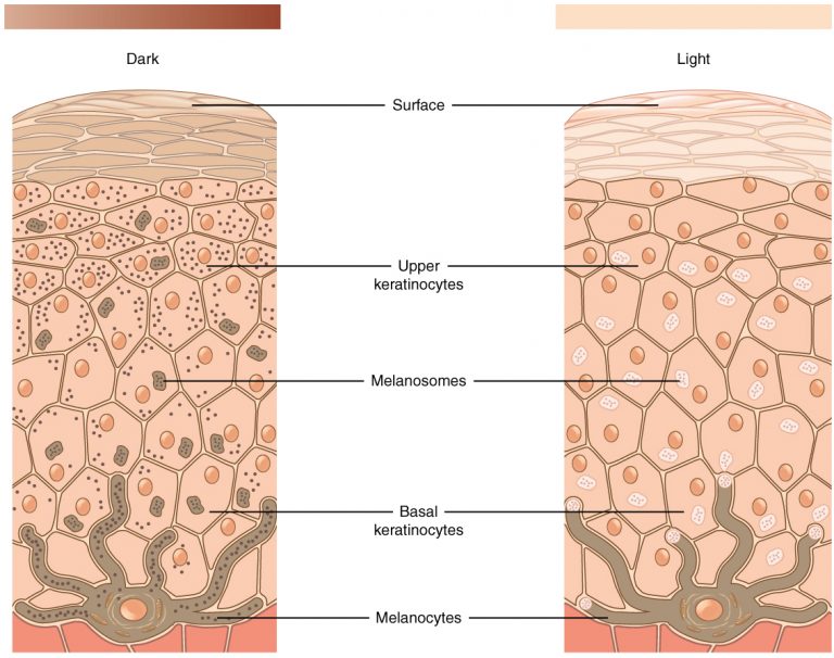 A comparison diagram of dark and light skin pigmentation showing under the surface of the skin. The surface of the skin is at the top of the diagram. From top to bottom under the skin’s surface, there are labels identifying the upper keratinocytes, melanosomes, basal keratinocytes, and melanocytes.