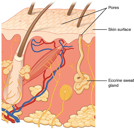 A cross-section diagram of the skin showing the surface of the skin at the top and under the skin at the bottom. On the surface of the skin, two labels point to the pores of the eccrine sweat glands. Under the surface, a label shows the coiled eccrine sweat gland in the dermis layer.