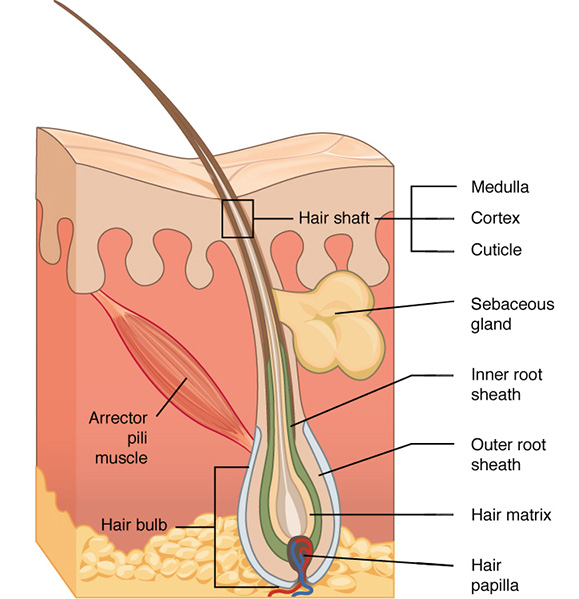 Cross-section diagram of a hair follicle in the skin. From the top of the diagram is the surface of the skin’s epidermis layer. Labels with the epidermis identify the hair shaft containing the medulla, cortex, and cuticle. Under the epidermis layer, labels point out the sebaceous gland, the arrector pili muscle, and the hair bulb that is located at the bottom of the dermis layer and within the hypodermis. The hair bulb shows the inner root sheath, outer root sheath, hair matrix, and hair papilla.