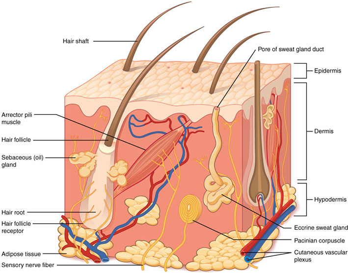 Diagram of skin, showing the epidermis, dermis, and hypodermis layers. On the top of the epidermis layer is the hair shaft and pore of a sweat gland. Labels in the dermis layer point out the arrector pili muscle, hair follicle, sebaceous (oil) gland, hair root, hair follicle receptor, eccrine sweat gland, and Pacinian corpuscle. At the bottom, the hypodermis layer contains labels for the adipose tissue, sensory nerve fibre, and cutaneous vascular plexus.