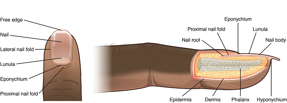 Diagram showing two views of a fingernail. On the left, a top view of the nail shows the free edge, nail, lateral nail fold, lunula, eponychium, and proximal nail fold. On the right, a cross-section of the finger shows the nail root, proximal nail fold, eponychium, lunula, and nail body. Underneath the nail, the cross-section diagram identifies the epidermis, dermis, phalanx, and hyponychium.