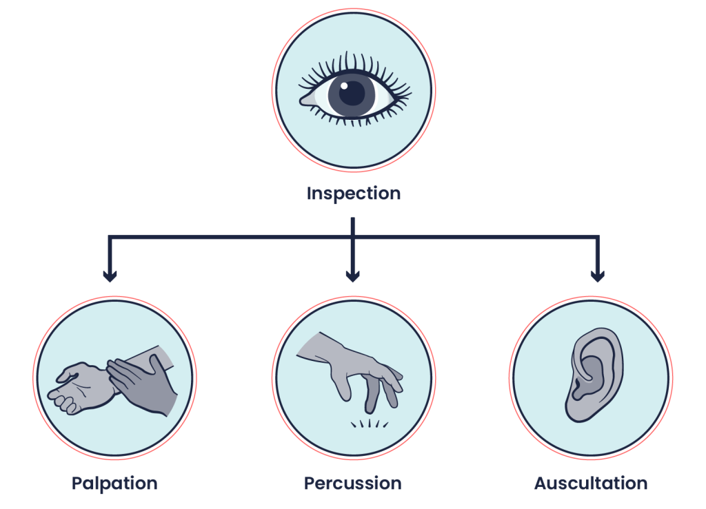 Diagram showing circles representing four objective assessment techniques: inspection, palpitation, percussion, and auscultation. The inspection technique is positioned above the other three techniques to show that it is the first used for objective assessment. Lines with arrows connect the inspection technique with palpitation, percussion, and auscultation.