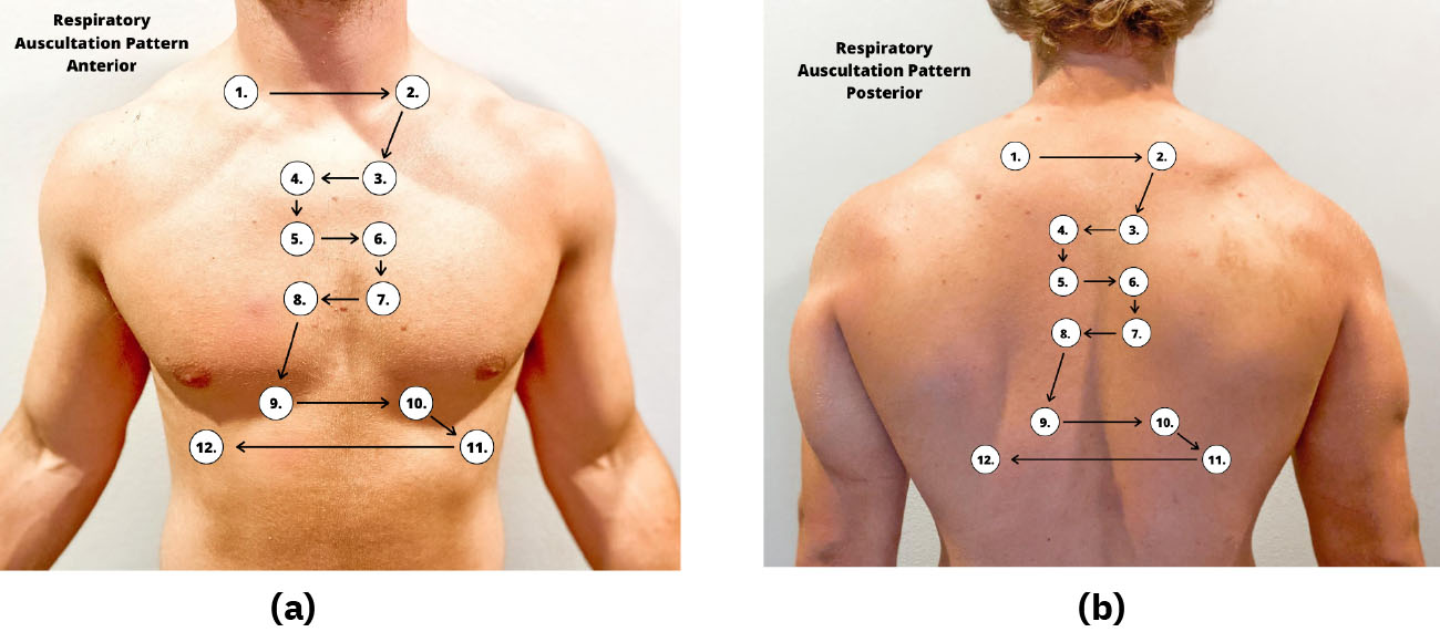 Two photos in a row showing the front and back of a man’s torso. The left photo is of the man’s front is labelled Respiratory Auscultation Pattern Anterior and shows 12 locations moving from the top right of the man’s clavicle to the left, and then down. These points continue to move right, left, and down across the sternum until reaching the diaphragm. The right photo of the man’s back is labelled Respiratory Auscultation Pattern Posterior and shows 12 locations moving from the top left of the man’s rhomboid to the right, and then down the shoulders. These points continue to move right, left, and down across the back until reaching the bottom of the ribs.