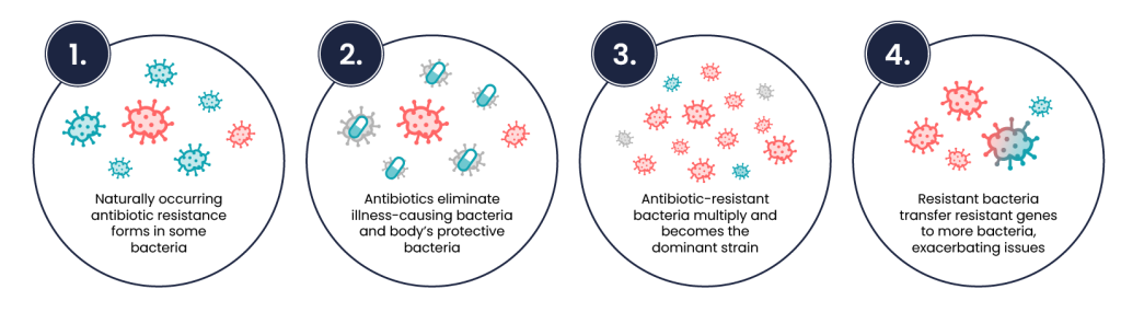 One row of four numbered circles containing text and graphics representing the text. From left to right, the circles read: 1. Naturally occurring antibiotic resistance forms in some bacteria; 2. Antibiotics eliminate illness-causing bacteria and body’s protective bacteria; 3. Antibiotic resistant bacteria multiply and becomes the dominant strain; and 4. Resistant bacteria transfer resistant genes to more bacteria exacerbating issues.