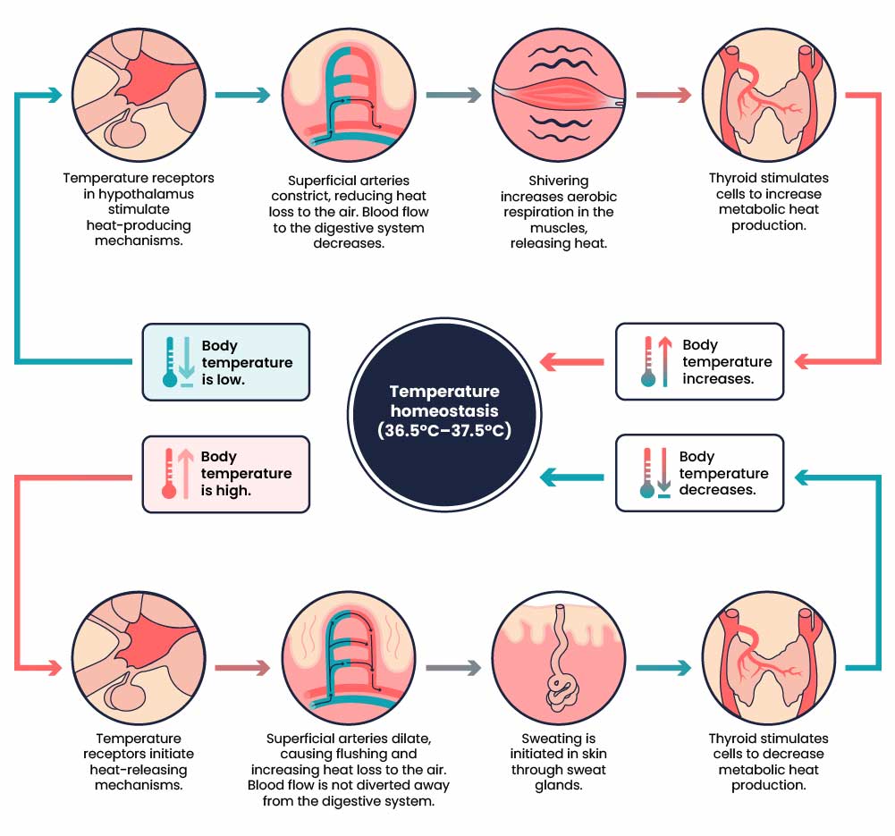 A complex flow chart showing two processes for the body to return to temperature homeostasis. The top half of the flow chart is linked by blue arrows that move between six graphics and text from the centre to the left, then clockwise to the right and back to the centre. The bottom half of the flow chart is linked by pink arrows that move between six graphics and text from the centre to the left, then anticlockwise to the right and back to the centre. The centre contains a circle with text that reads: Temperature homeostasis (36.5°C–37.5°C). The top seven textboxes, connected by a blue arrow, read: 1. Body temperature is low. 2. Temperature receptors in hypothalamus stimulate heat-producing mechanisms. 3. Superficial arteries constrict, reducing heat loss to the air. Blood flow to the digestive system decreases. 4. Shivering increases aerobic respiration in the muscles, releasing heat. 5. Thyroid stimulates cells to increase metabolic heat production. 6. Body temperature increases. The bottom six textboxes, connected by a pink arrow, read: 1. Body temperature is high. 2. Temperature receptors initiate heat-releasing mechanisms. 3. Superficial arteries dilate, causing flushing and increasing heat loss to the air. Blood flow is not diverted away from the digestive system. 4. Sweating is initiated in skin through sweat glands. 5. Thyroid stimulates cells to decrease metabolic heat production. 6. Body temperature decreases.