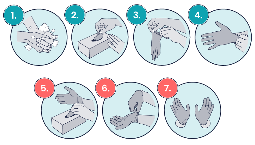 Two rows of coloured circles. Each circle contains a number and graphic demonstrating how to put on gloves. From left to right on the top row, the graphics are: 1. A close-up of two hand being washed with soap, 2. A hand pulling an unused glove out of the box, 3. Two hands holding the edge of the unused glove from the wrist, and 4. The left hand pulling the glove onto the right hand. From left to right on the bottom row, the graphics are: 5. The ungloved hand pulling an unused glove out of the box with the gloved hand in the background, 6. The gloved hand pulling the second glove onto the left hand, and 7. The two gloved hands help up.