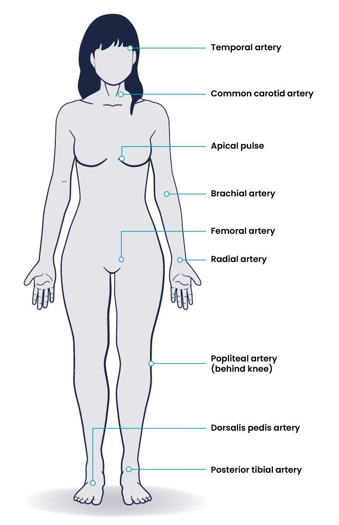 Diagram showing from a woman’s body with nine labels. From top to bottom, the labels read: Temporal artery at temple, common carotid artery in neck, apical pulse in chest, brachial artery on inside of elbow, femoral artery near groin, radial artery on wrist, popliteal artery behind knee, dorsalis pedis artery on top of foot, and posterior tibial artery on inside of ankle.