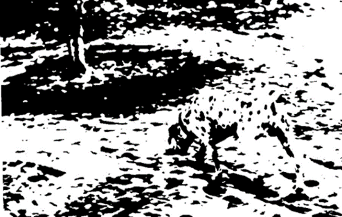 Example of an optical illusion