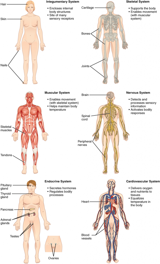 Integumentary, skeletal, muscular, nervous, endocrine and cardiovascular systems of the human body are detailed in 6 different diagrams of the human body systems