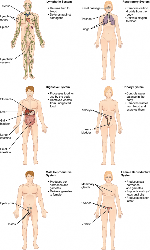 Lymphatic, respiratory, digestive, urinary and reproductive systems of the human body are shown with 6 different human body diagrams identifying each identified body system