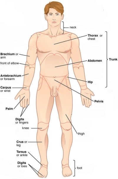 Man in anatomical position, with regions of the body labelled