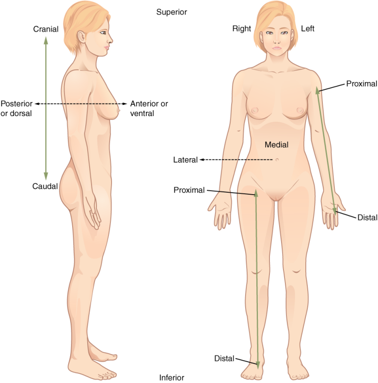 Paired directional terms are shown as applied to the human body