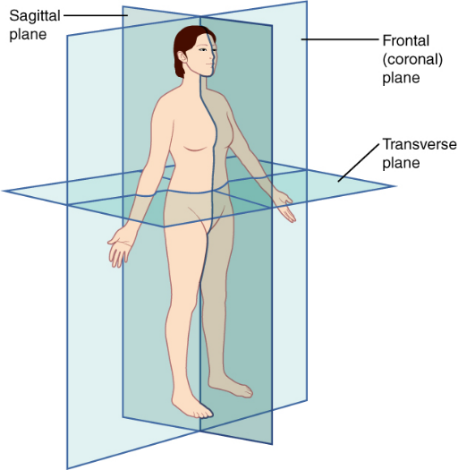 Person in anatomical positions with the three planes shown: firstly Sagittal plane, secondly Frontal (coronal) plane and thirdly Transverse plane.