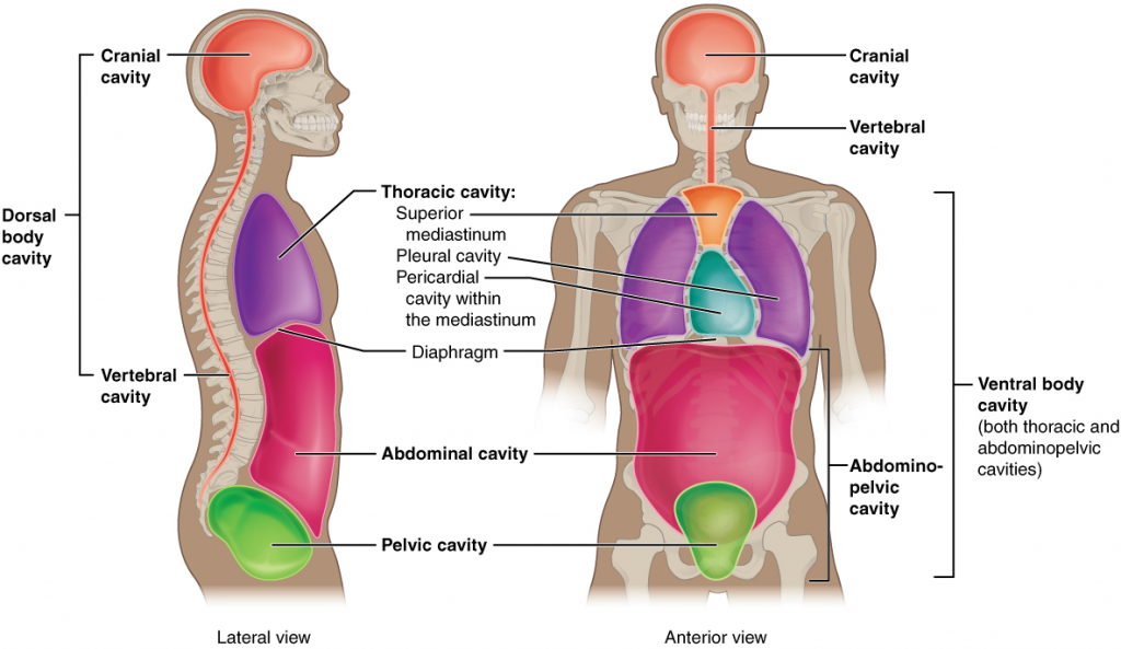 frontal and medial sections of the body showing the 4 body cavities: cranial, thoracid, abdominal and pelvic.