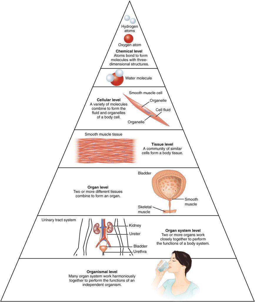 Pyramid shape diagram showing 7 levels of organisation within the human body.