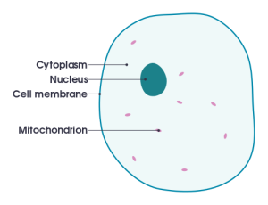 simplified animal cell with cytoplasm, nuclus, cell membrane and mitochondrion labelled