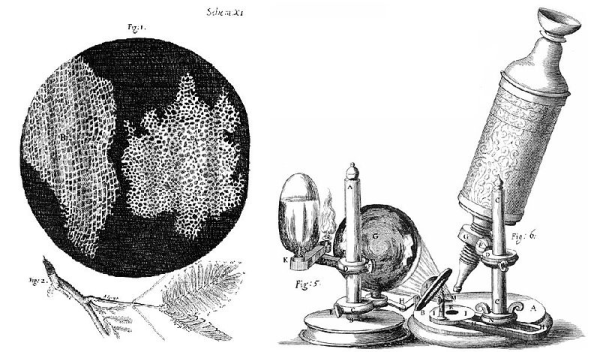 Image of an early microscope and a specimen as seen through the microscope