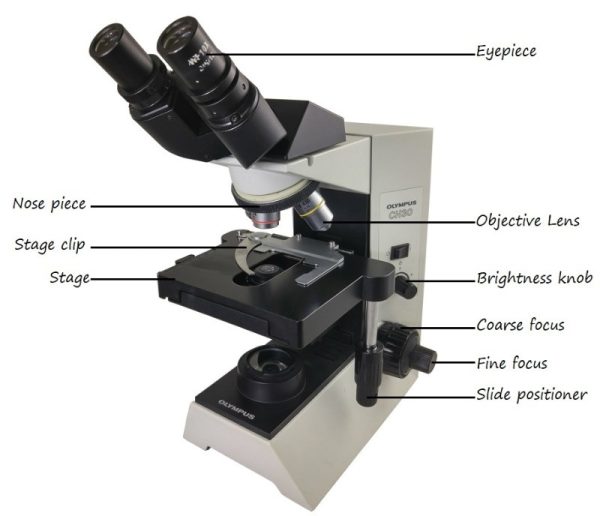 labelled parts of a compound light microscope