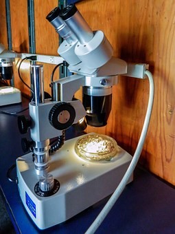 A dissecting microscope with a specimen