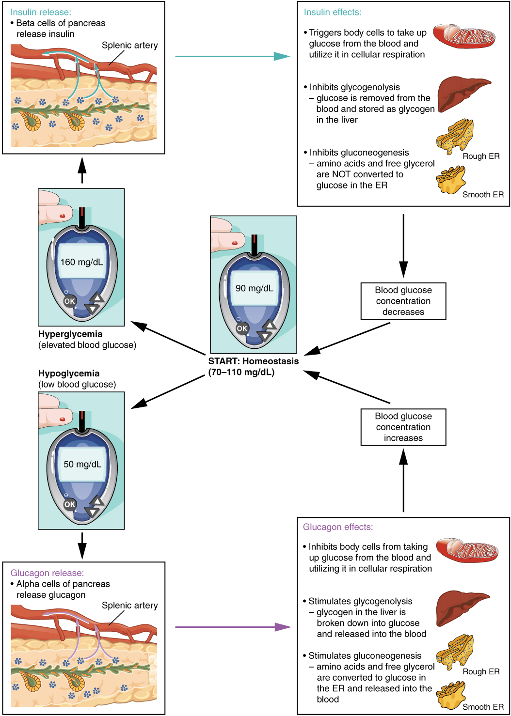 A flowchart illustrating the regulation of blood glucose levels (70-110 mg/dL) leading to either hyperglycemia (high blood glucose) or hypoglycemia (low blood glucose). In hyperglycemia, insulin is released from the beta cells of the pancreas, prompting body cells to absorb glucose from the blood for cellular respiration. This process inhibits glycogenolysis, as glucose is removed from the blood and stored as glycogen in the liver, and also inhibits gluconeogenesis, preventing the conversion of amino acids and free glycerol into glucose in the endoplasmic reticulum. These actions lower blood glucose levels, returning the body to homeostasis. Conversely, in hypoglycemia, alpha cells of the pancreas release glucagon into the splenic artery. Glucagon prevents body cells from absorbing glucose for cellular respiration, stimulates glycogenolysis, breaking down liver glycogen into glucose and releasing it into the blood, and stimulates gluconeogenesis, converting amino acids and free glycerol into glucose in the endoplasmic reticulum. These actions raise blood glucose levels, restoring homeostasis.