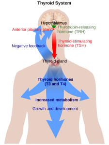 Silhouette of a person with the brain and thyroid gland highlighted. The hypothalamus in the brain is labeled, with an arrow pointing to the anterior pituitary gland, indicating the release of thyrotropin-releasing hormone. Another arrow points from the anterior pituitary gland to the thyroid gland, showing the release of thyroid-stimulating hormone. Arrows from the thyroid gland point back to the anterior pituitary gland and hypothalamus, and downwards, indicating the release of thyroid hormones (T3 and T4) into the body, which leads to increased metabolism, growth, and development.