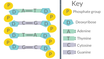 Figure 6.3 Diagram shows a short section of DNA. Includes a key labeling all phosphate groups. deoxyriboses, and nitrogenous bases.