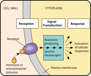 Signal pathway showing the reception, signal transduction and response.