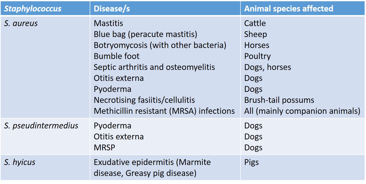 Staphylococcal Diseases of Animals – Bacterial and Fungal Diseases of  Animals