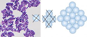 Staphylococcus shape