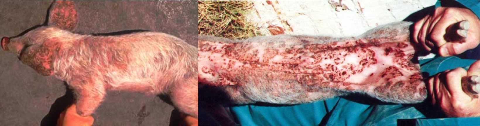Generalized exudative epidermitis piglet