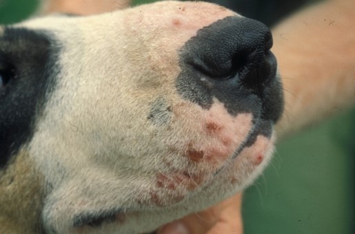 Juvenile pyoderma in a bull terrier