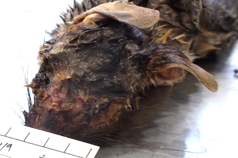 necrotising fasiitis possum