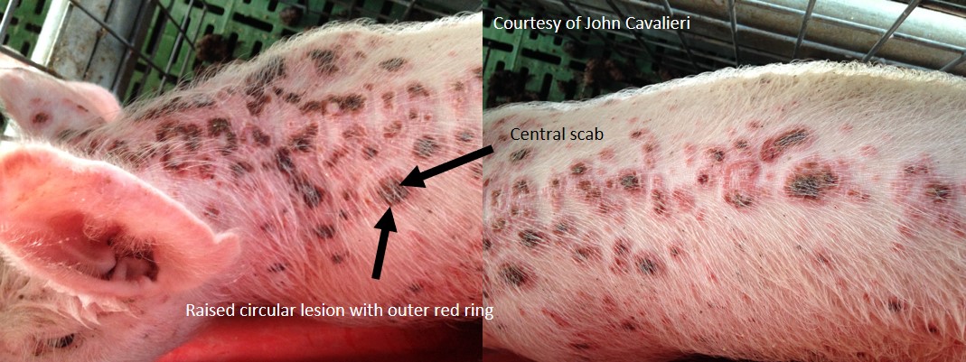 Pityriasis rosea in a weaner. Usually single pigs are affected.