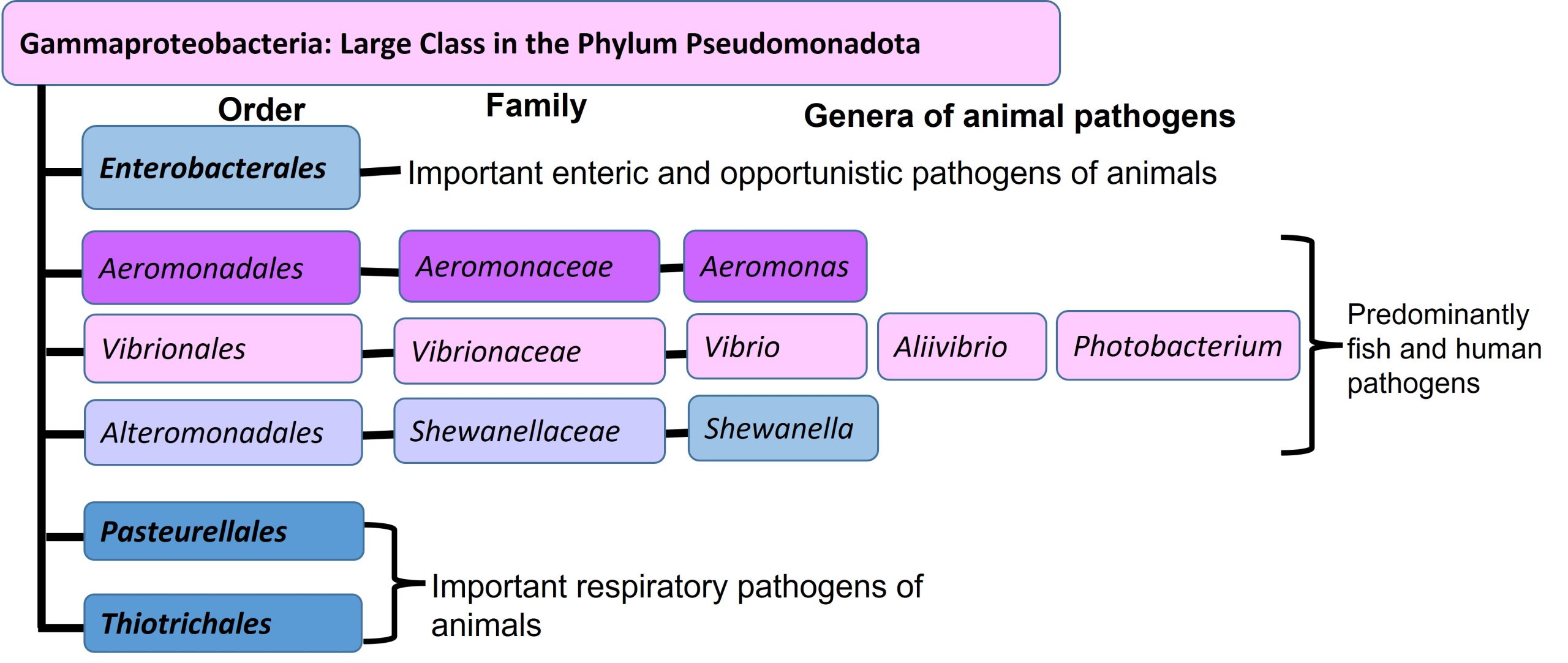 Phylogenetic position of the aquatic fermentative Gram negative bacteria