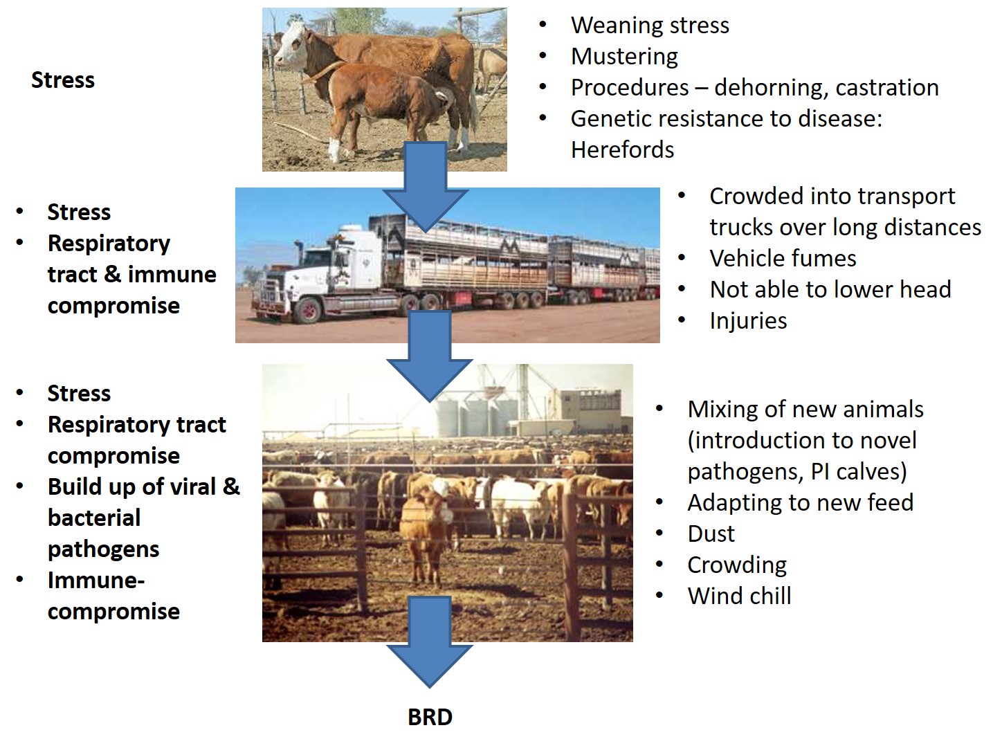 Stresses associated with cattle introduced to a feedlot to a feedlot. Some animals may also be purchased from an auction yard, further adding to their stress and exposure to novel pathogens