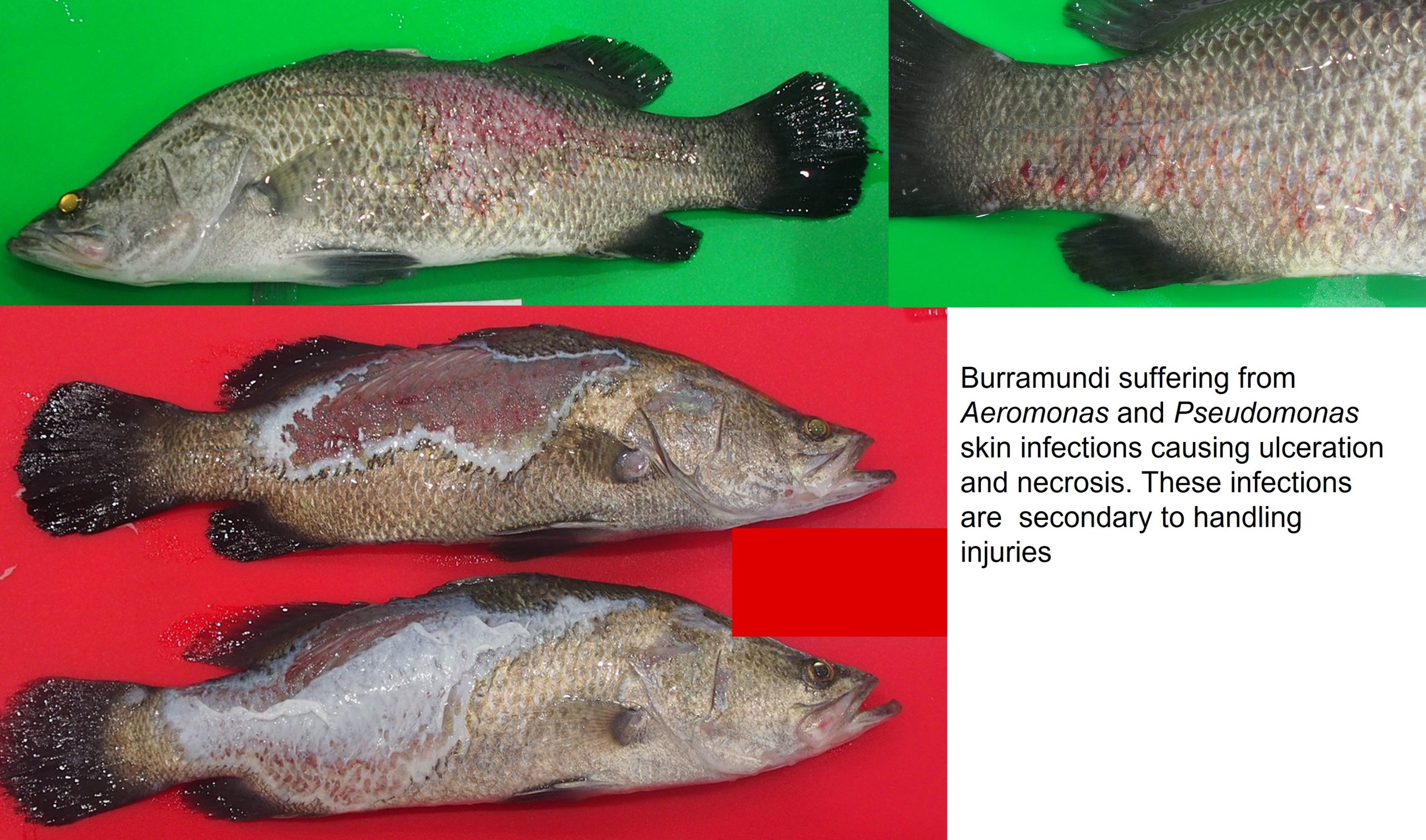 Burramundi suffering from Aeromonas and Pseudomonas skin infections causing ulceration and necrosis. These infections are secondary to handling injuries