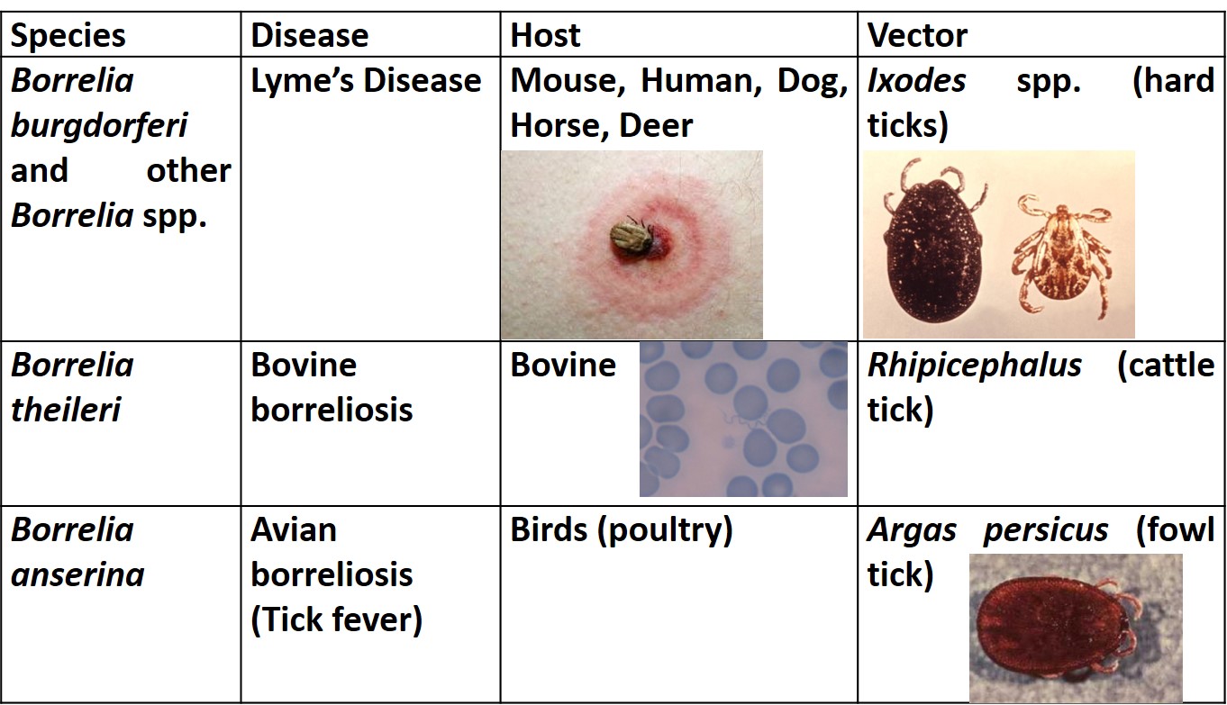 Vector-borne spirochaetosis of animals