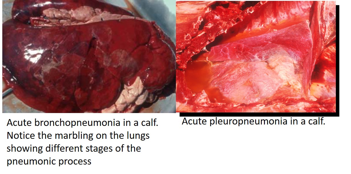 Left picture Acute bronchopneumonia and right picture acute pleuropneumonia in calves that had died from BRD. Mannheimia haemolytica was the bacterial cause.