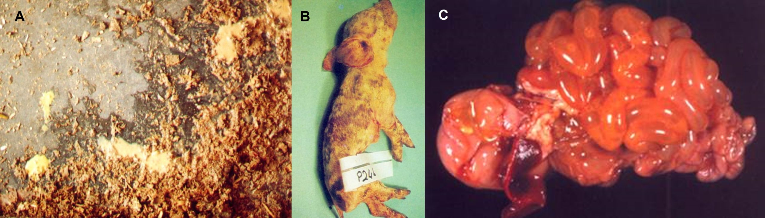 ETEC infection in pigs. A: White scours in post-weaner pigs; B: Dehydration and faecal staining of a neonatal piglet; C: Fluid-filled and congested small intestines of a neonatal piglet that died from ETEC.