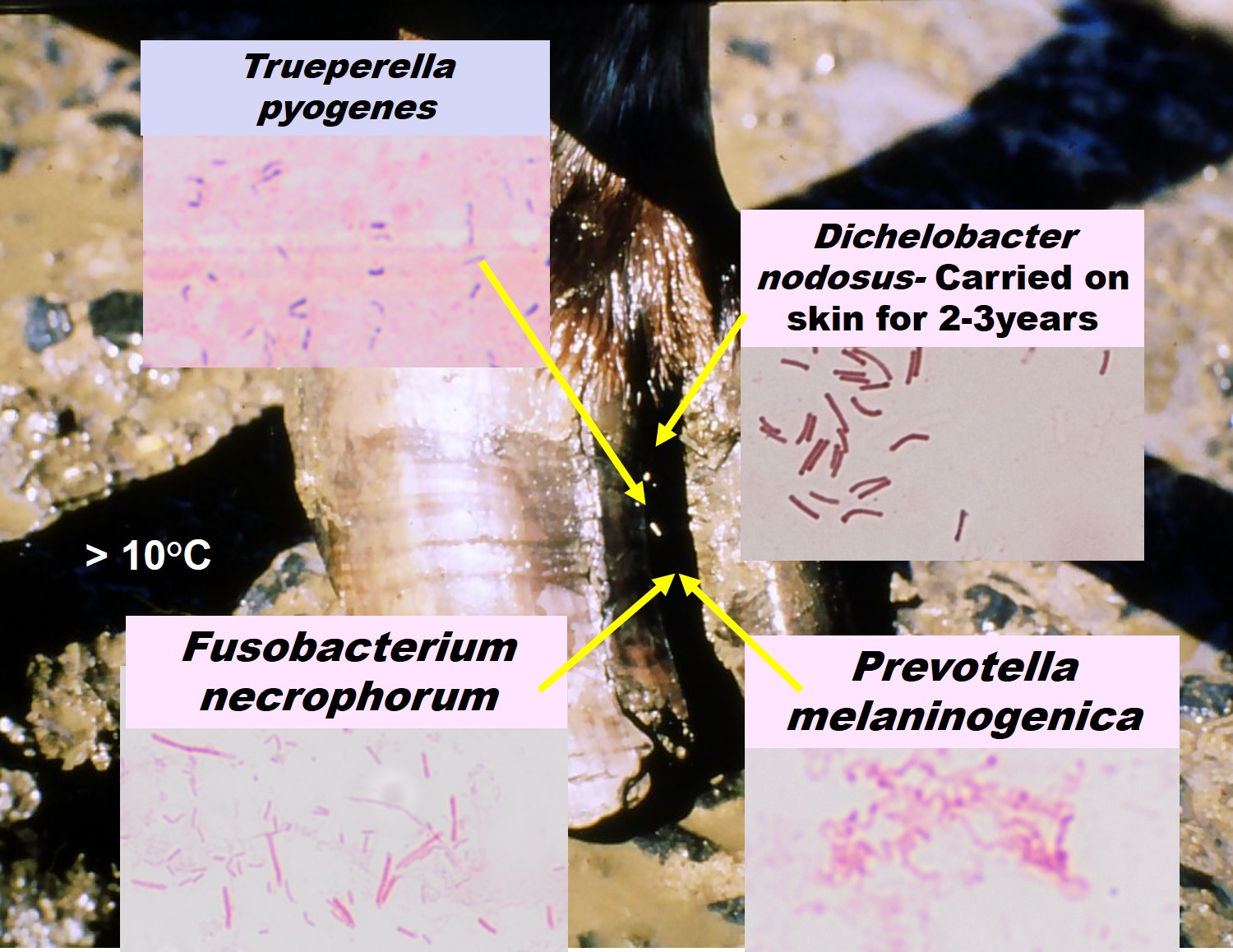 Epidemiology of infectious foot diseases associated with an interdigital dermatitis
