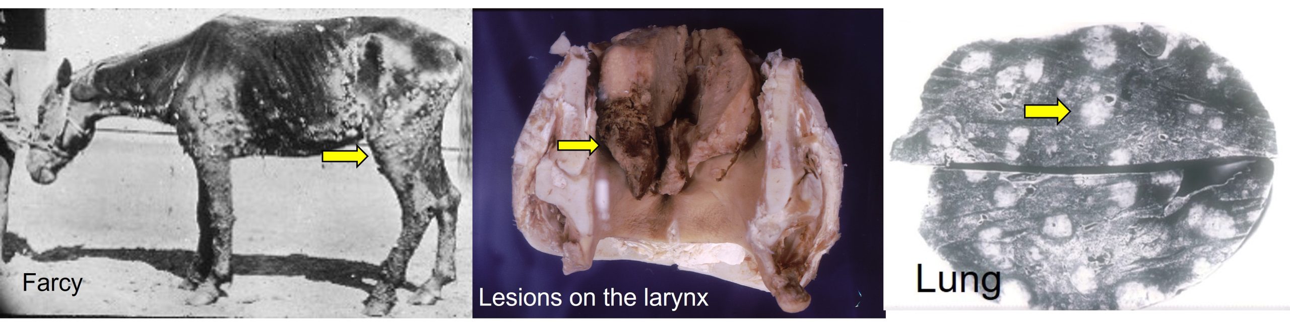Glanders in horses. Farcy is the skin form of glanders, Necrotic lesion on the larynx which will scar and a necrotic lesions in formalin-fixed lunfs