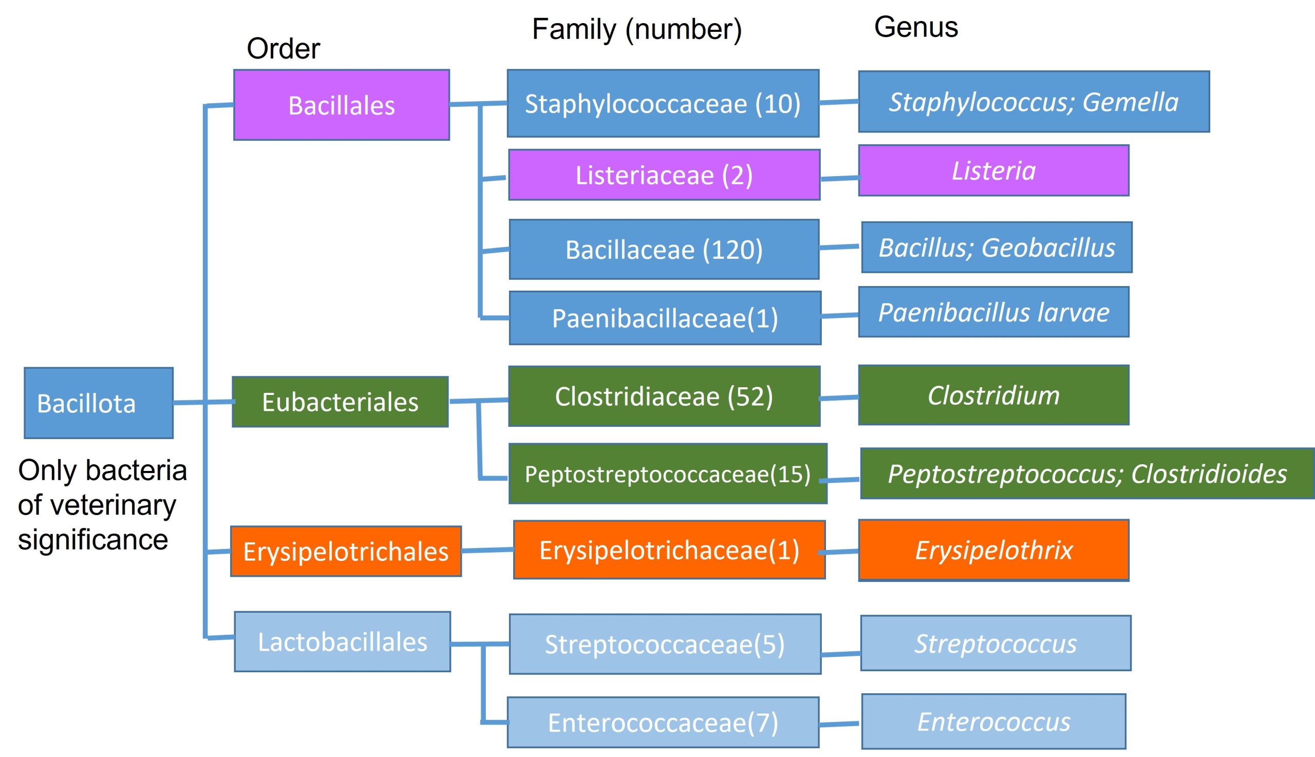 Phylogeny of Listeria (lilac) and Erysipelothrix (orange)