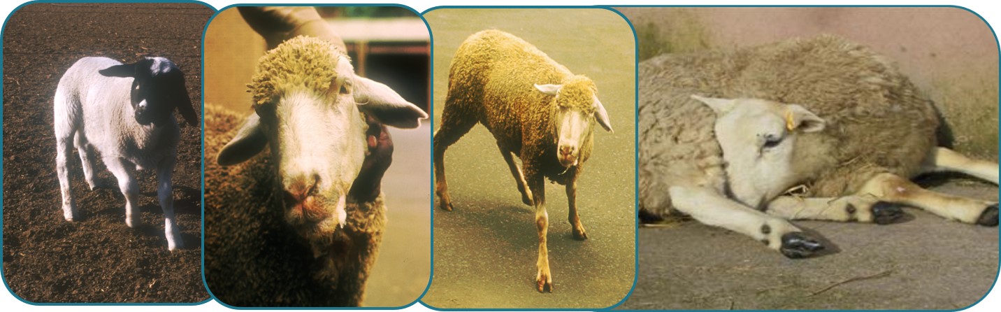 Pictures of neurolisteriosis in sheep