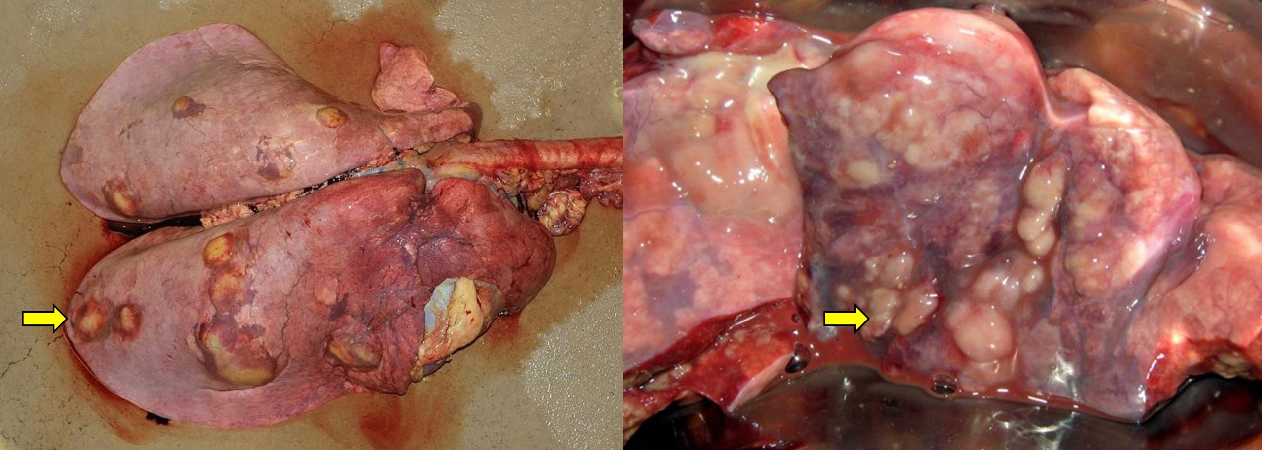 Lung pyogranulomas in rattles caused by the presence of Prescotella equi