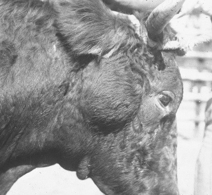 Saprophytic mycobacterial infection of the parotid lymph node in a cow