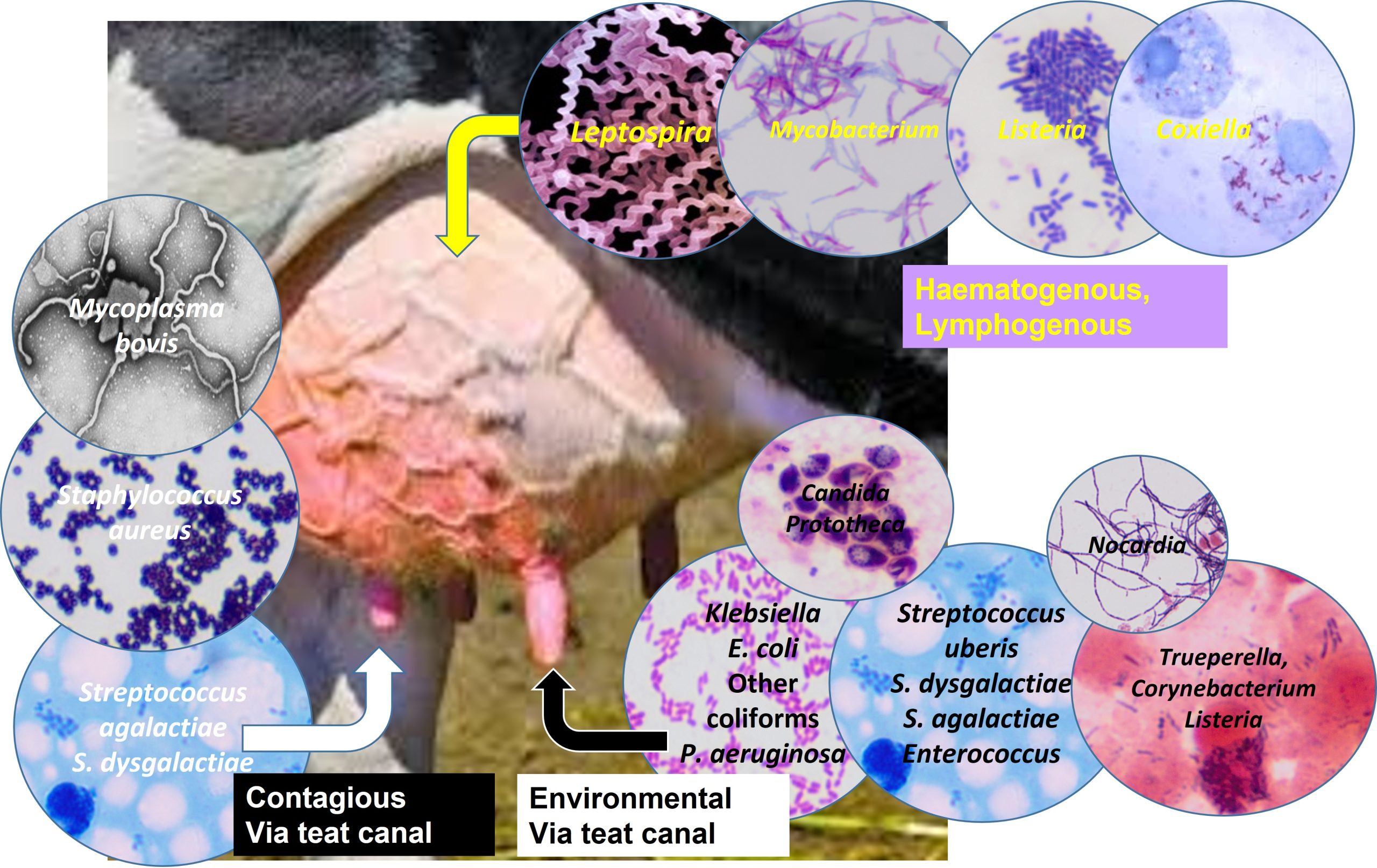 Mastitis routes of transmission