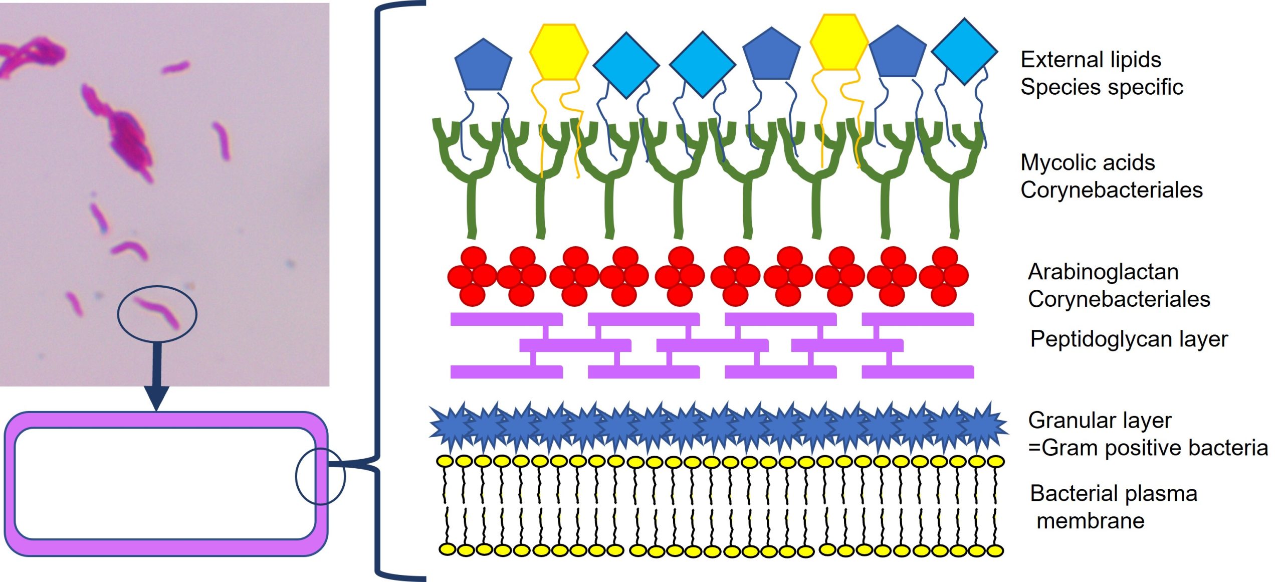 Diagram of the mycobacterial outer membrane