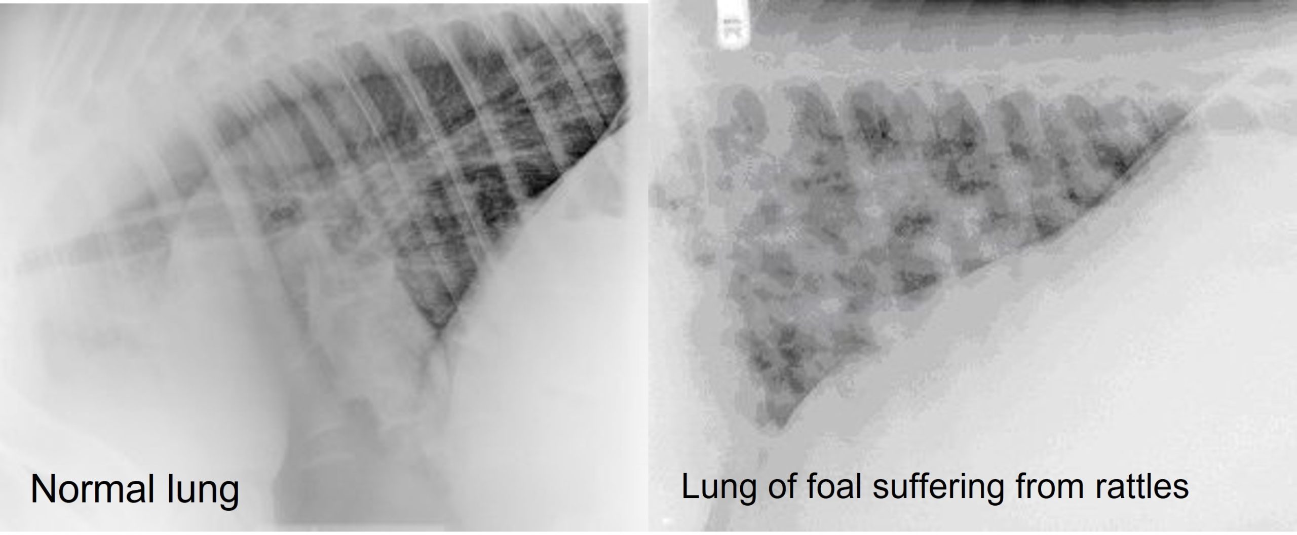 Lateral radiographs of a healthy lung where the bronchial pattern can be seen and the lung of a foal suffering from rattles