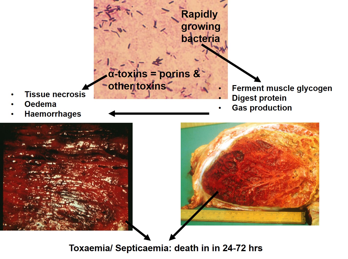 Effect of the histiotoxic bacteria exotoxins on tissues
